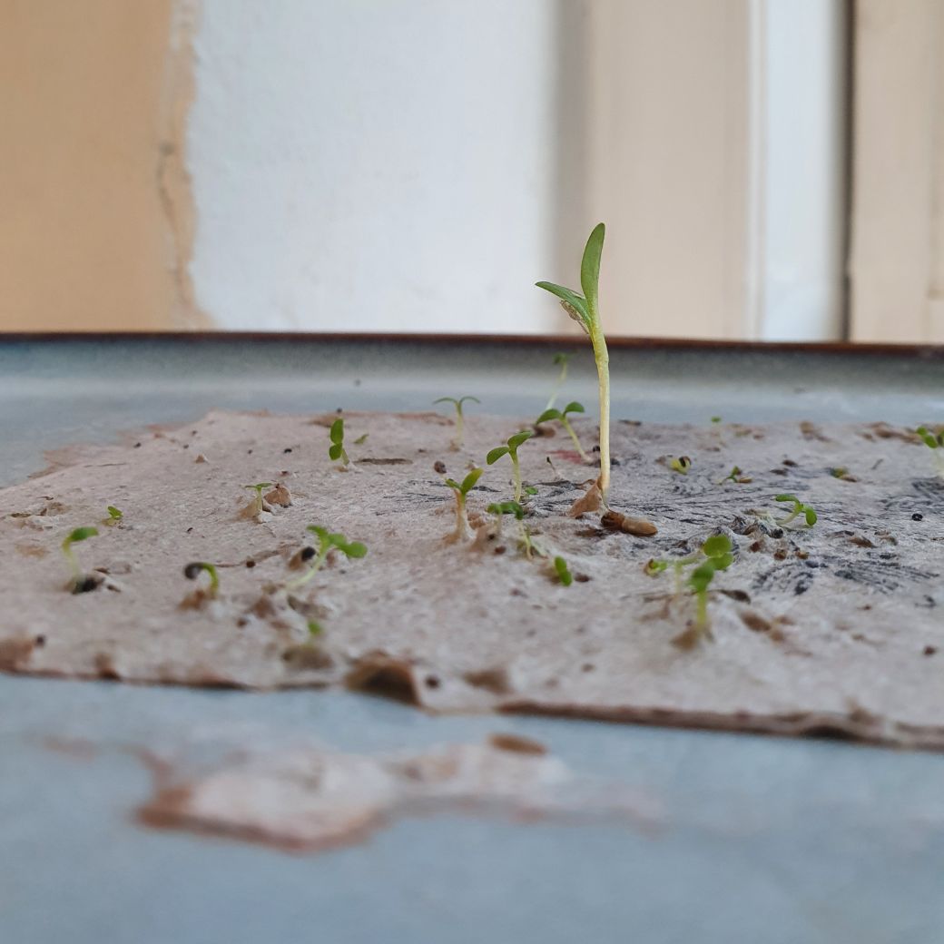 Spirpapir - Smukt kort til bryllupsgaven lavet af blomsterfrø og genbrugspapir - plantes direkte af modtageren. Køb hos Studio Holdbar.