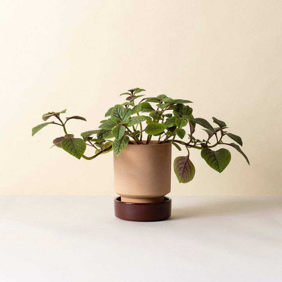 Hoff krukke, Raw rosa + Burgundy underskål