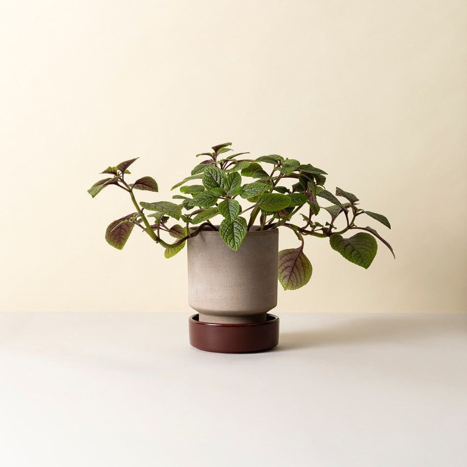Hoff krukke, Raw grey + Burgundy underskål