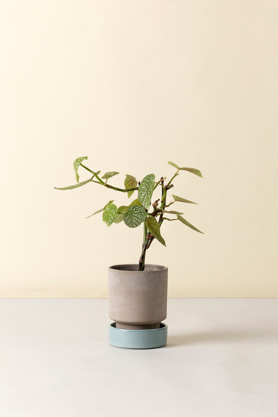 Hoff krukke, Raw grey + Misty Blue underskål