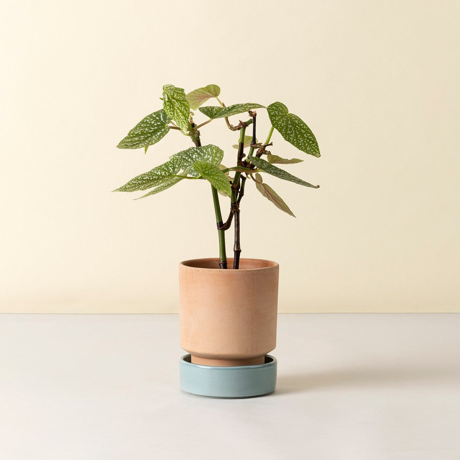 Hoff krukke, Raw rosa + Misty Blue underskål