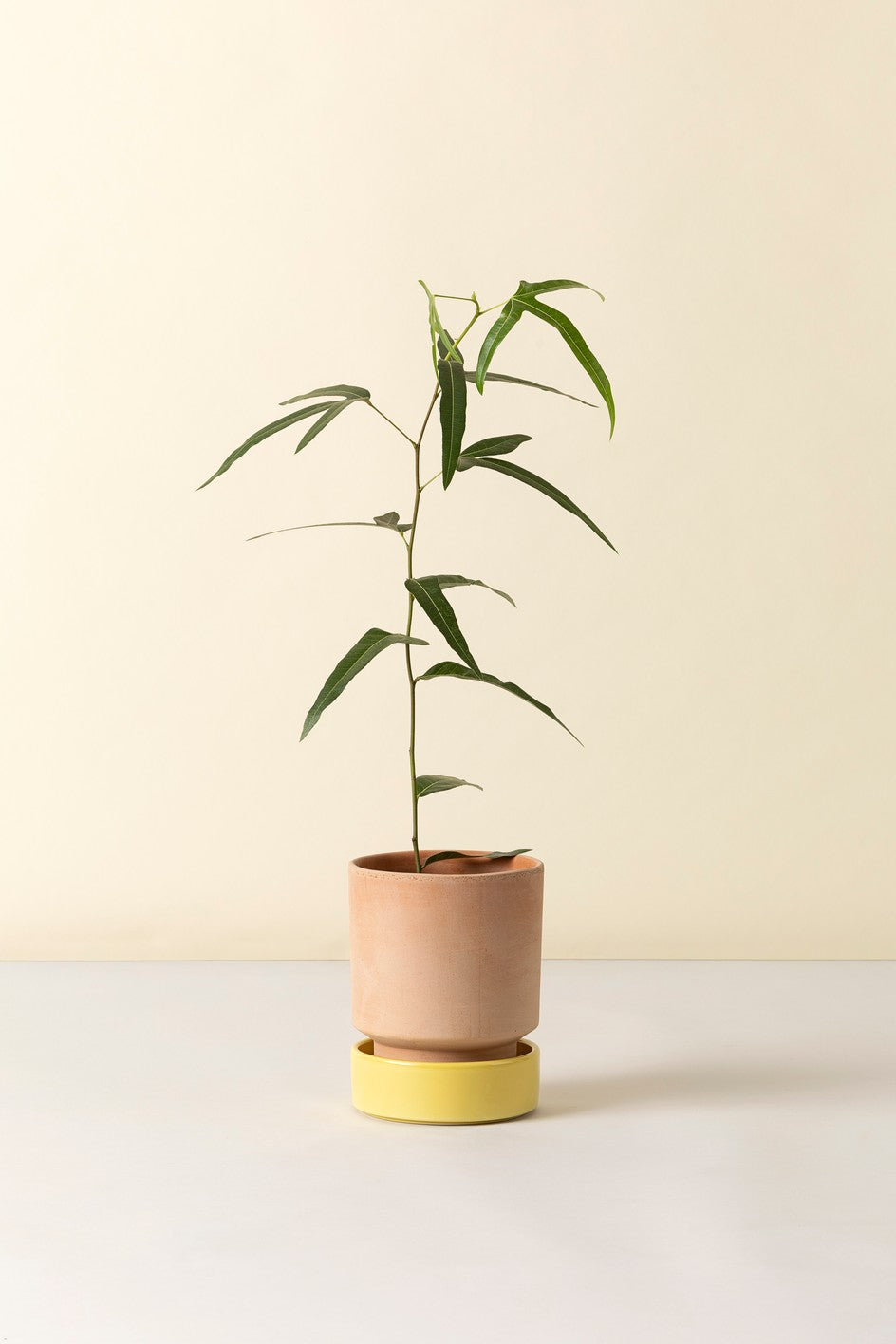 Hoff krukke, Raw rosa + Pale Yellow underskål