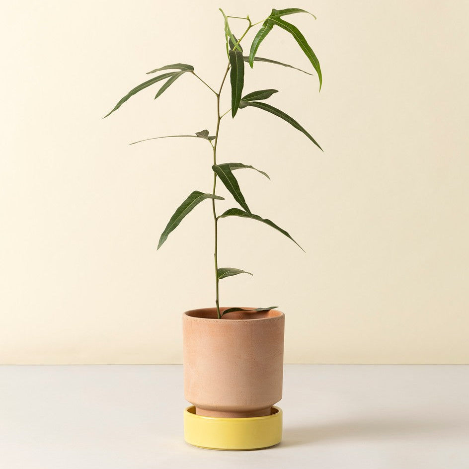 Hoff krukke, Raw rosa + Pale Yellow underskål