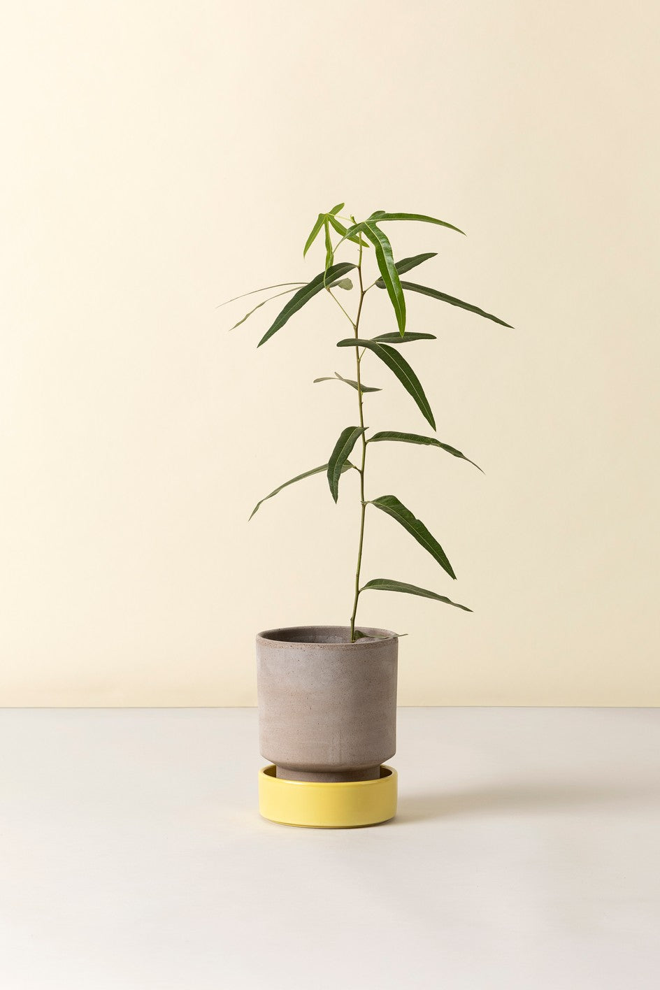 Hoff krukke, Raw grey + Pale yellow underskål