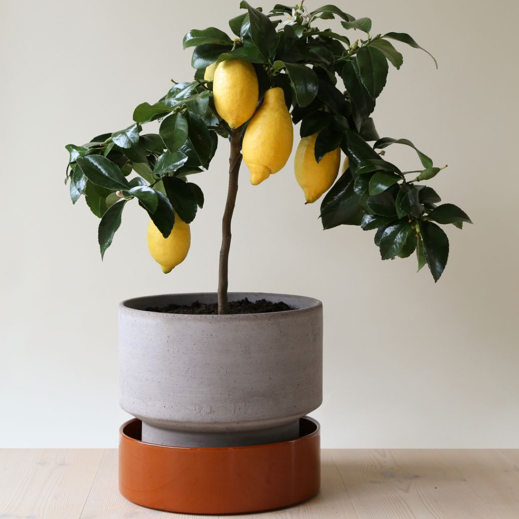 Stor Hoff krukke i ler til gulvplanter. Bergs Potter underskål. Køb hos Studio Holdbar (webshop & butik). Hurtig levering
