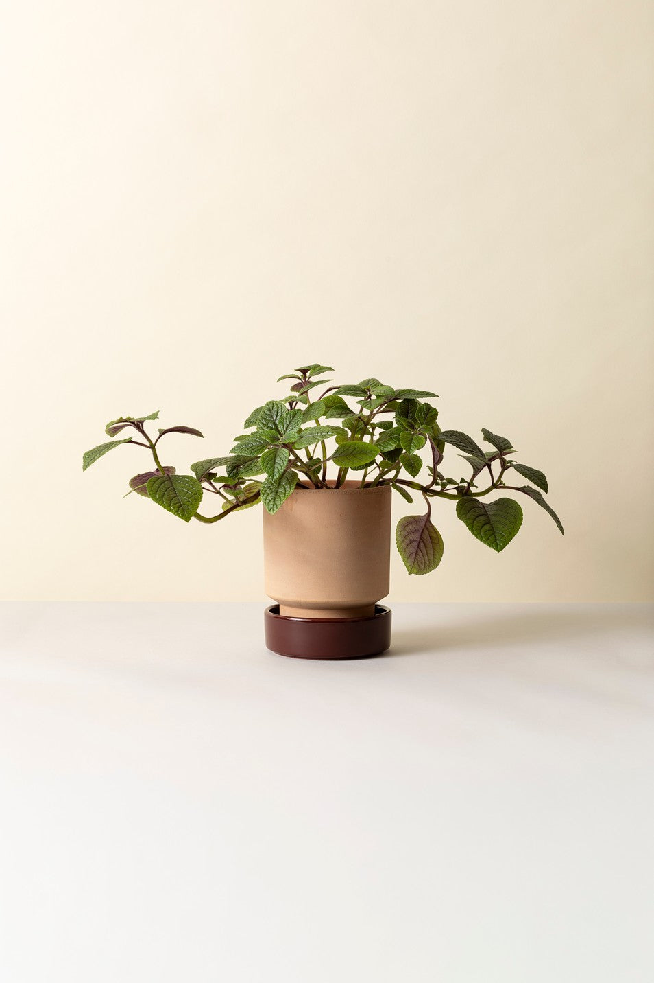 Hoff krukke, Raw rosa + Burgundy underskål