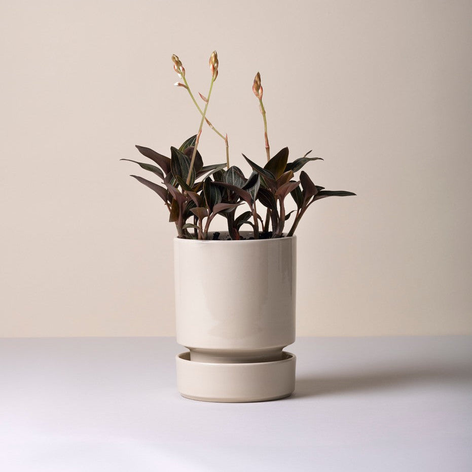 Nyhed: Glaseret Hoff krukke inkl. underskål - Ø14 cm - Sandstone